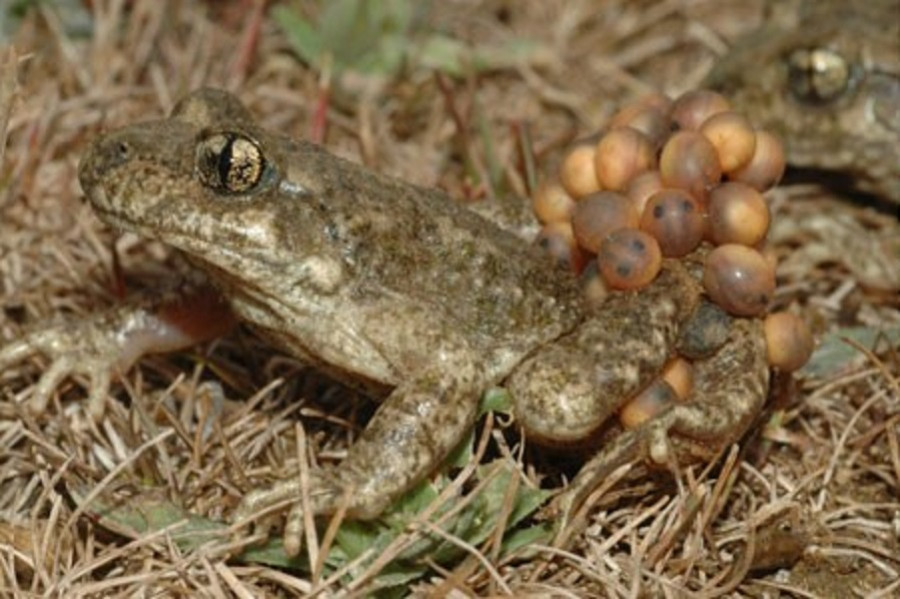 Sapo partero bético macho Jaime Bosch