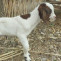 Nacen las primeras cabras cruzadas por inseminación artificial con alta calidad genética en Perú