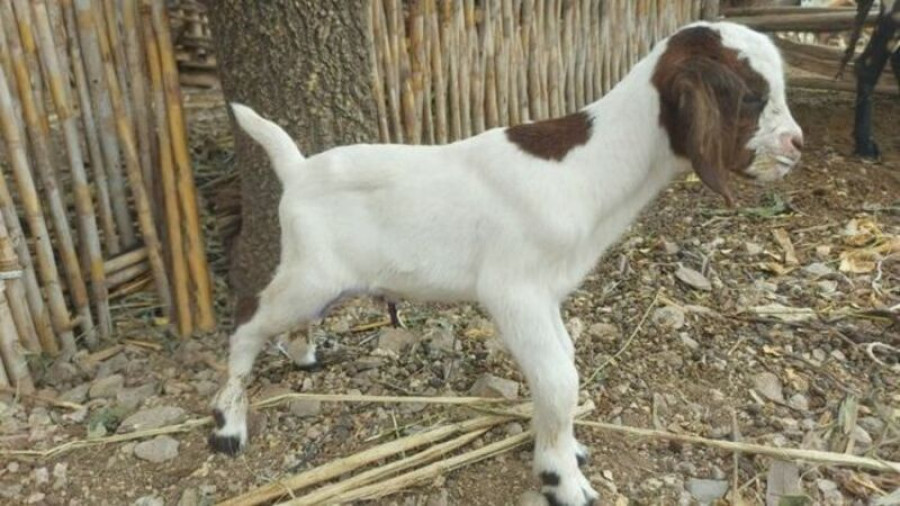 Cabra cruzada por inseminación artificial