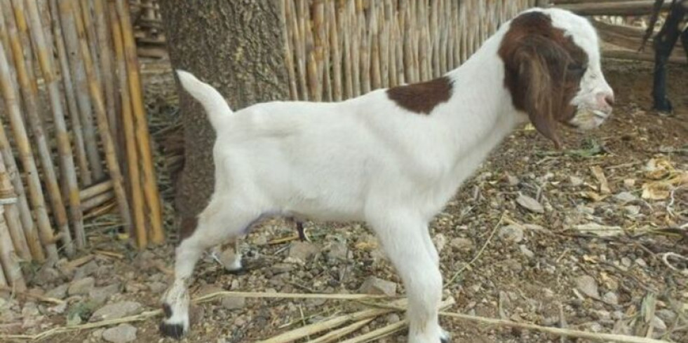 Nacen las primeras cabras cruzadas por inseminación artificial con alta calidad genética en Perú