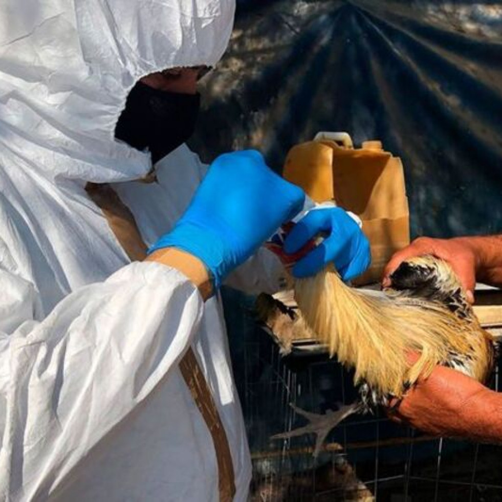 Agricultura informa sobre el brote de influenza aviar en Huetamo, Michoacán