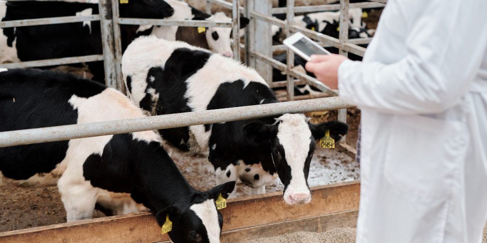 Demuestran que una vacuna frente a la tuberculosis bovina reduce en un 89 % su transmisión