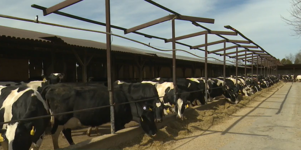 Chile en alerta por la detección de influenza aviar en vacas lecheras en Estados Unidos