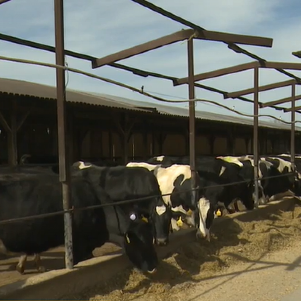 Chile en alerta por la detección de influenza aviar en vacas lecheras en Estados Unidos