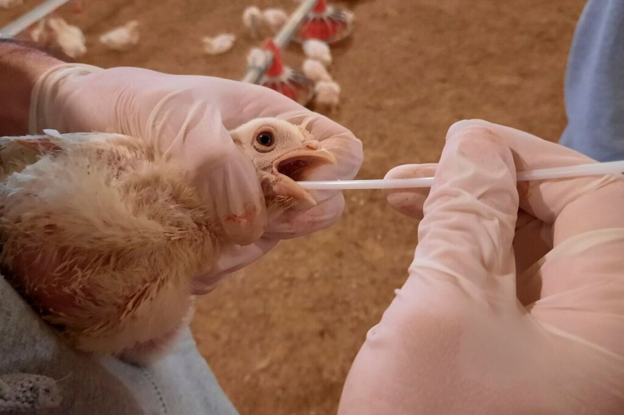 Influenza aviar