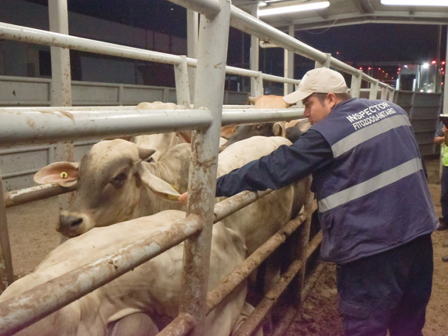 Inspección saneamiento ganado vacas