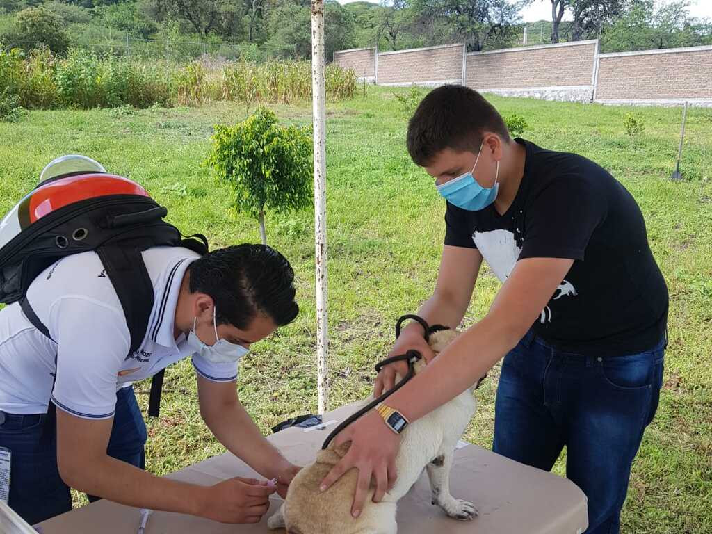 Jornada Intensiva de Vacunación Antirrábica Canina y Felina Guanajuato