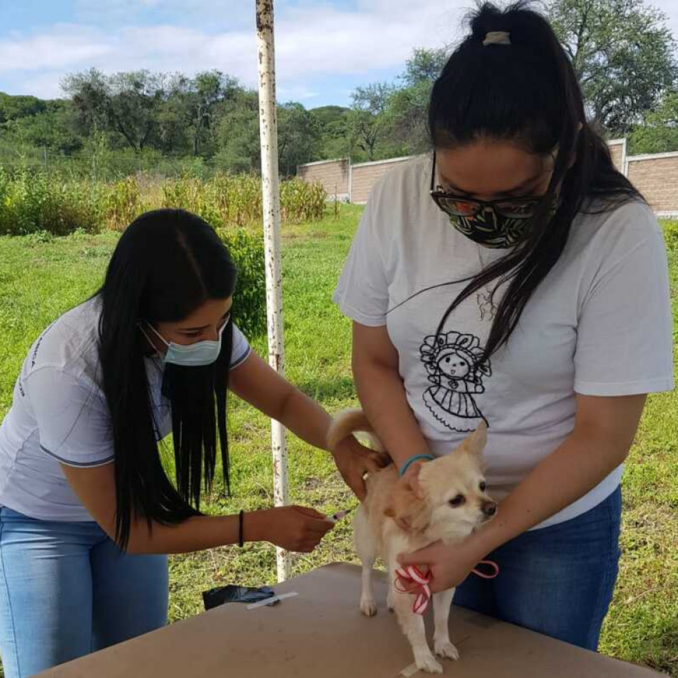 Alistan Jornada Intensiva de Vacunación Antirrábica Canina y Felina en Guanajuato