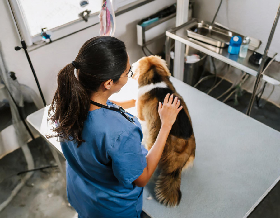 Hospital veterinario