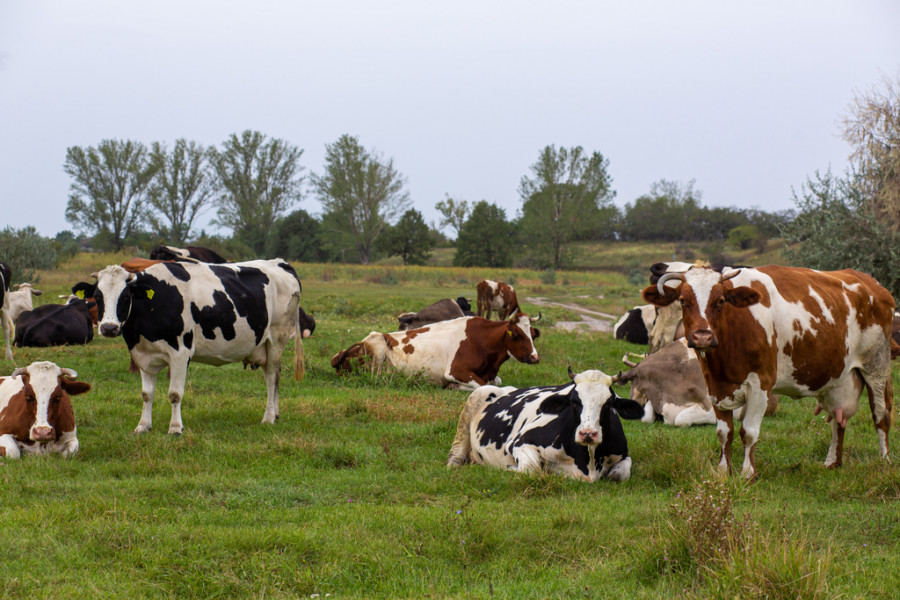 Vacas