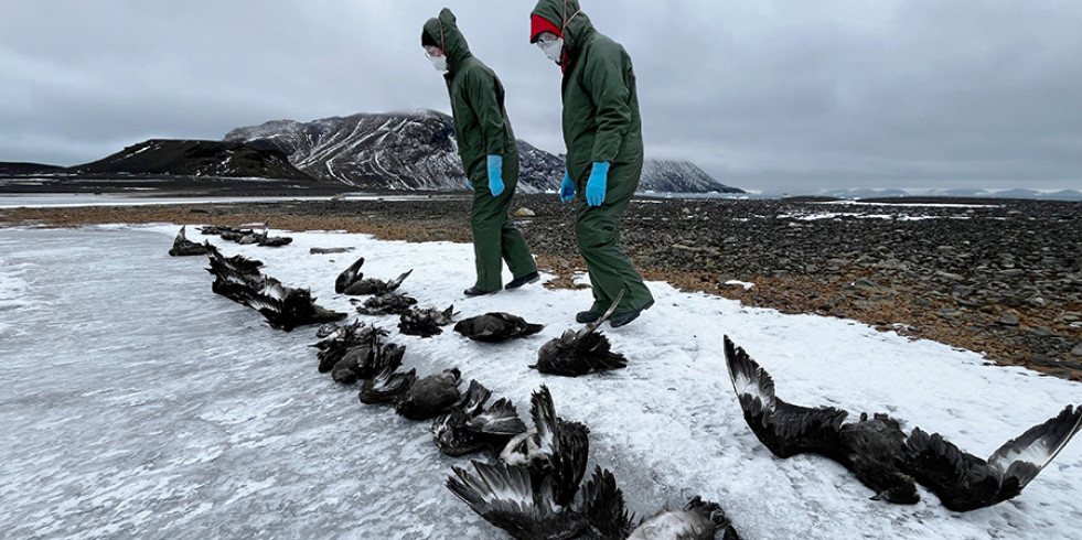 Determinan una mayor propagación de la influenza aviar altamente patógena en la Antártida