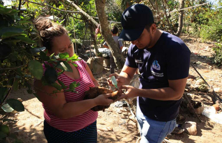 Guatemala fortalecera acciones preventivas de gripe aviar