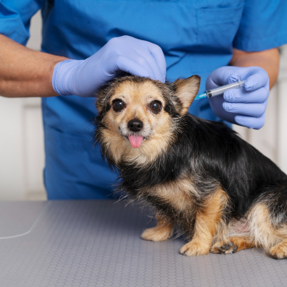 La Asociación Mundial de Veterinarios de Pequeños Animales actualiza las pautas para la vacunación en perros y gatos