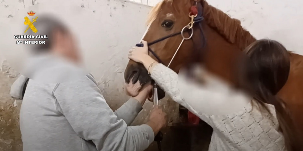 Investigan a un presunto falso veterinario de equinos en La Rioja por intrusismo