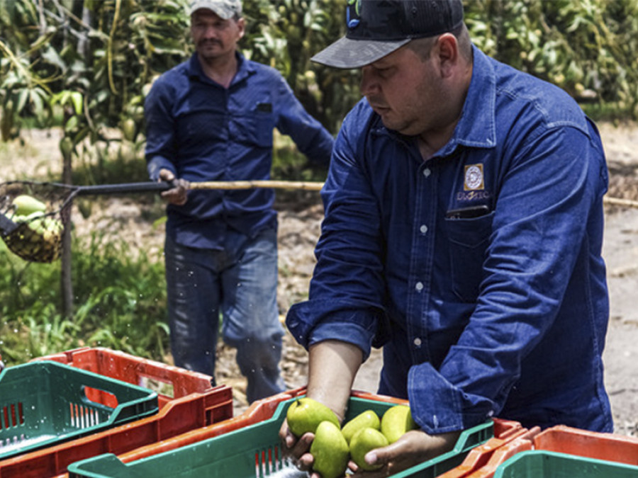 Programa de inocuidad para proveedores de frutas