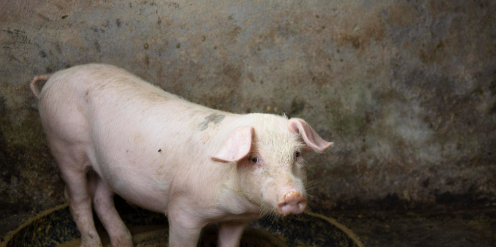 España confirma el papel de los cerdos en la transmisión del nuevo virus de la hepatitis E de la rata
