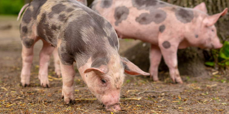 Evalúan el riesgo de adaptación del virus de la influenza aviar en los cerdos