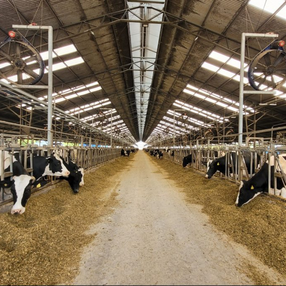 Expertos chilenos buscan reducir el impacto ambiental del ganado bovino lechero con la planta siete venas