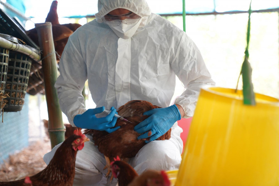 Vacunación gripe aviar