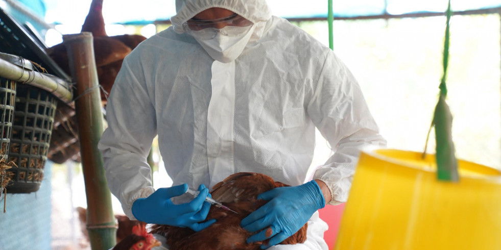 Colombia implementará la vacunación voluntaria para aves de corral contra gripe aviar