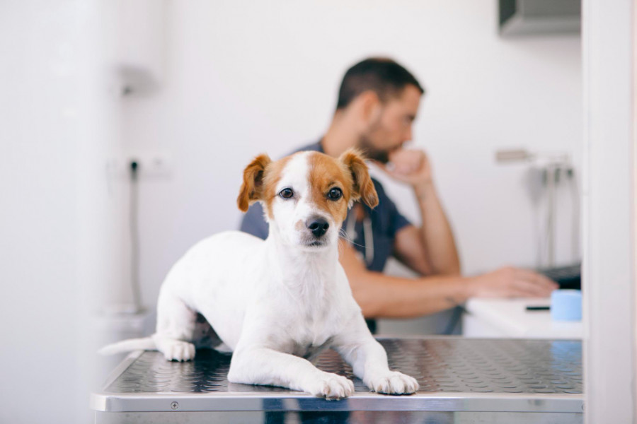 Perro veterinario (10)