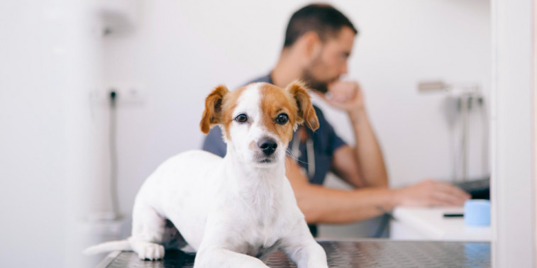 Evalúan en España la seguridad del uso del omeprazol a largo plazo en perros
