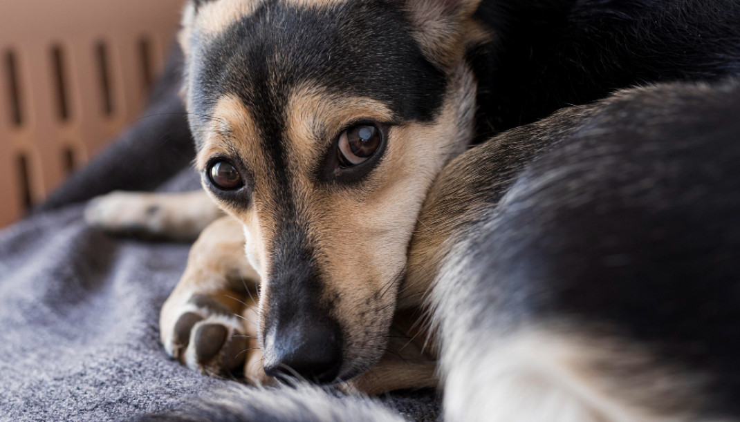 Los dueños de perros senior “normalizan” sus problemas de salud y no buscan atención veterinaria