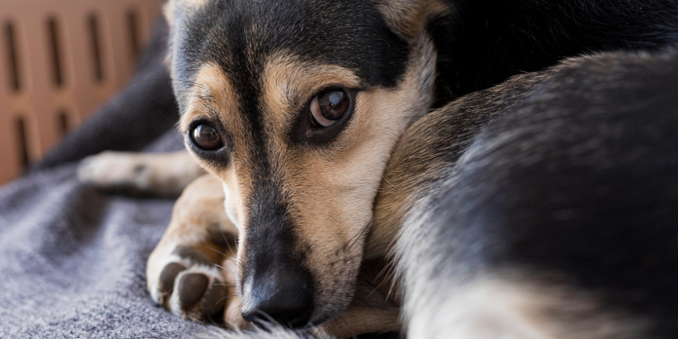 Los dueños de perros senior “normalizan” sus problemas de salud y no buscan atención veterinaria