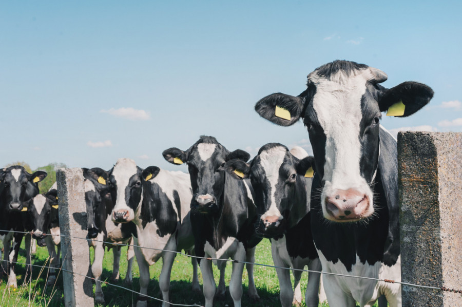 Vacas