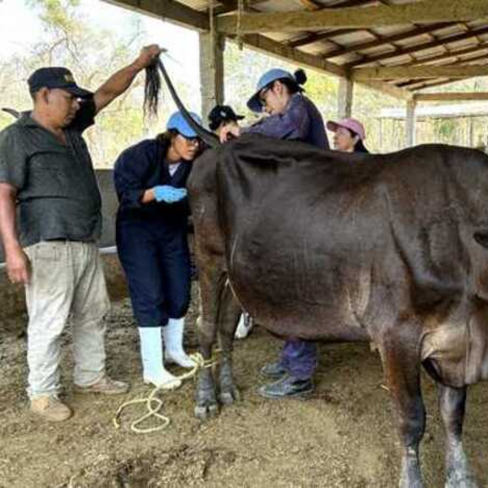 Emprenden proyectos de investigación en enfermedades parasitarias de ganado en Chiapas