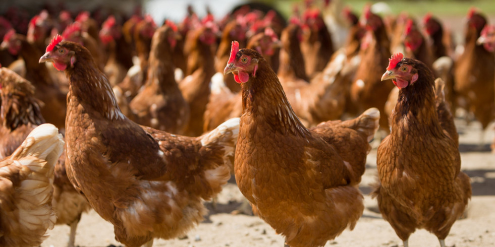 Nuevo foco de influenza aviar en una explotación avícola de Nuevo México