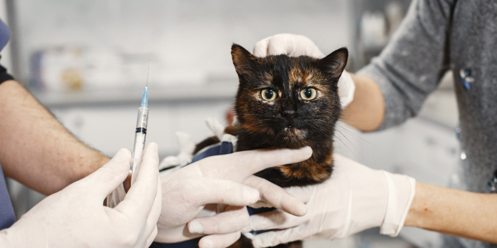 Día Vacunación Animal: ante los mensajes antivacunas, 
