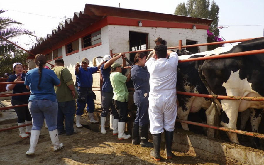Veterinarios colima formación tizayuca