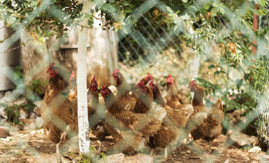 Granja gallinas