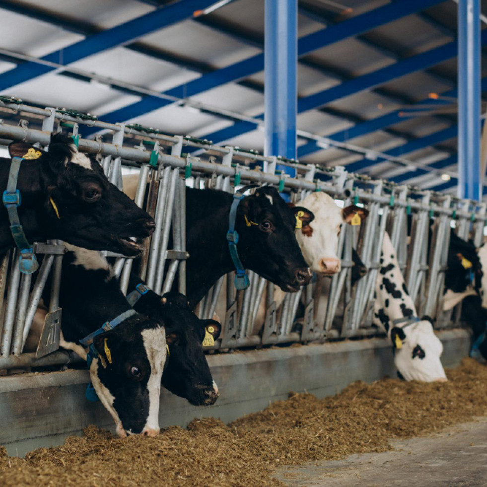 Nuevos datos del genoma de la gripe aviar fortalecen la evidencia de transmisión de vaca a vaca