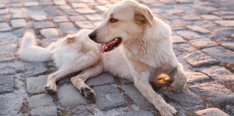 Aislados virulentos de Leptospira en perros de México que recuerdan la importancia de la vacunación