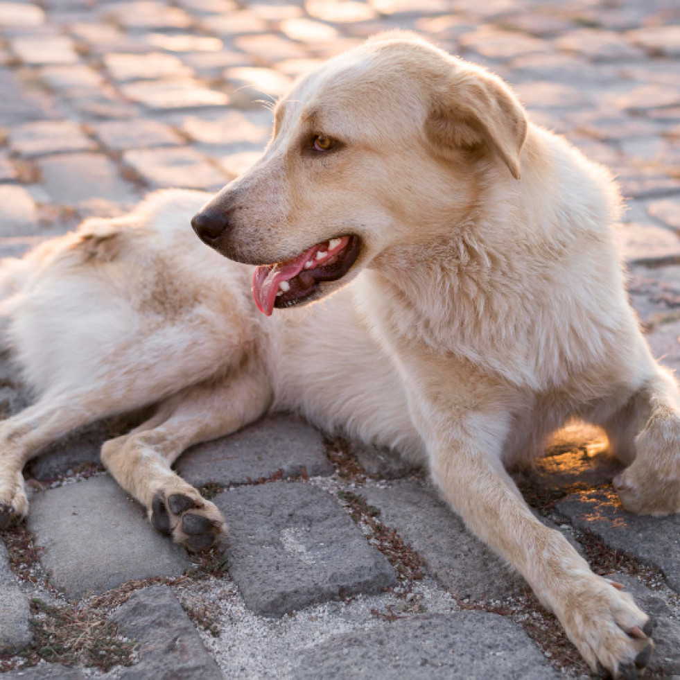 Aislados virulentos de Leptospira en perros de México que recuerdan la importancia de la vacunación