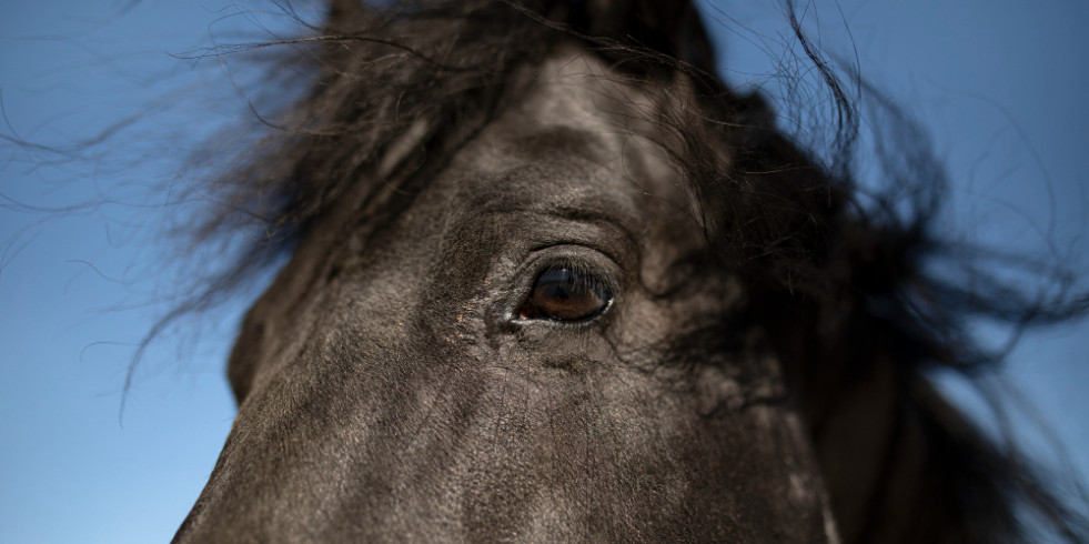 Desarrollan una inteligencia artificial capaz de reconocer enfermedades oculares graves en caballos