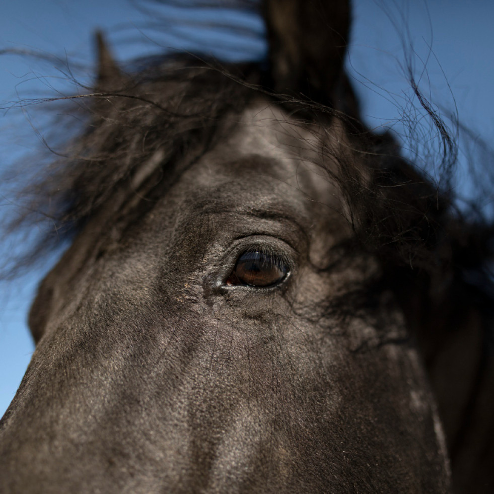 Desarrollan una inteligencia artificial capaz de reconocer enfermedades oculares graves en caballos