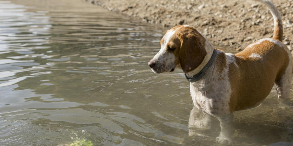 Casi un 75 % de perros con leptospirosis e insuficiencia renal se salvó tras someterse a diálisis en un estudio