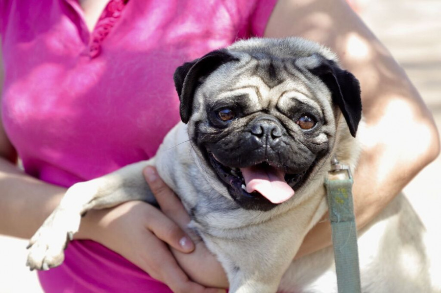 Pug