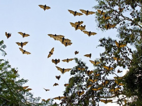 Descubren un nuevo virus influenza en murciélagos capaz de replicarse en pulmones humanos
