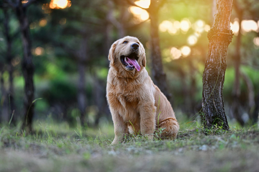 Labrador retriever