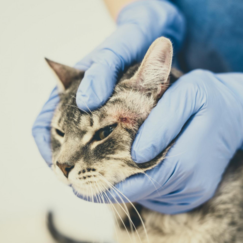 Revisan el manejo del dolor neuropático felino: el tratamiento debe contemplar el aspecto emocional