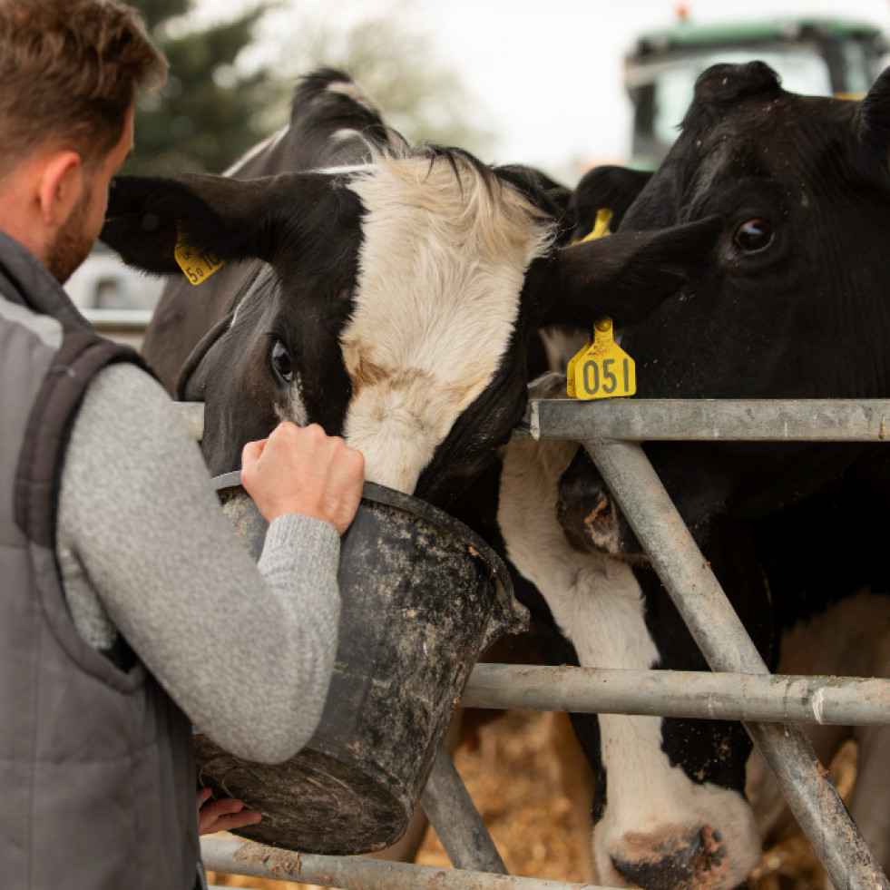 Aportan datos recientes sobre gripe aviar en vacas; 