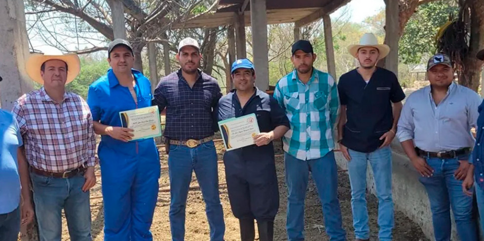 Aprender a realizar palpación rectal en bovinos 