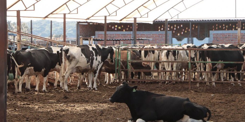 México inicia campaña nacional contra la tuberculosis bovina