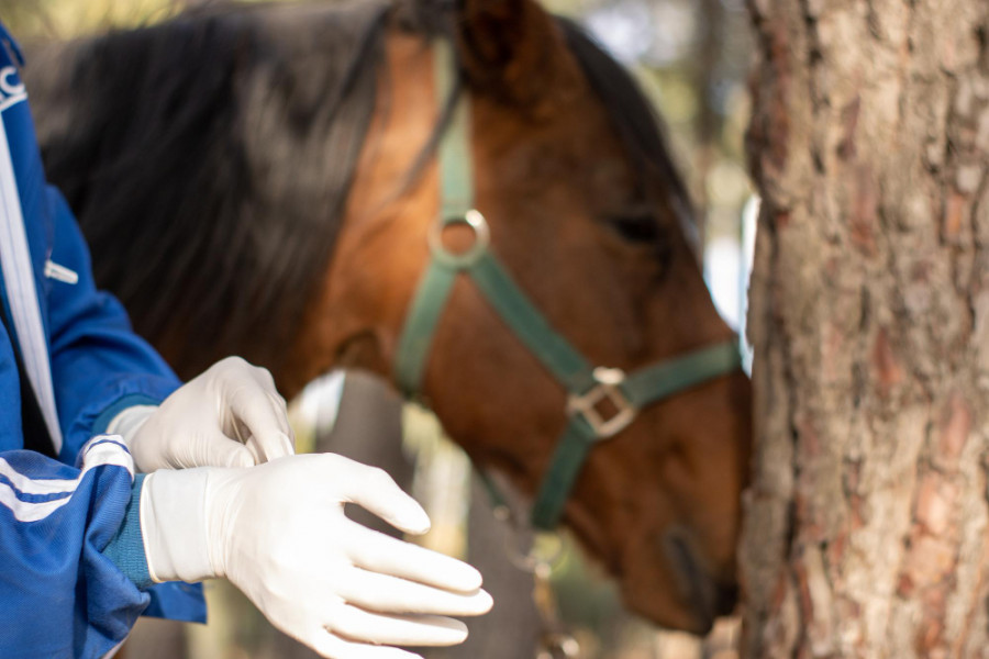 Veterinario caballo