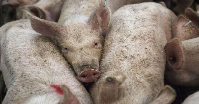Hallan nuevas cepas de E. coli resistentes a antibióticos en cerdos de Colombia