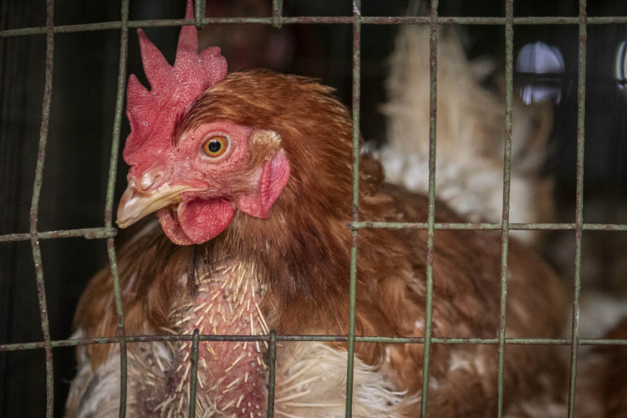 Estudio orégano salmonella aves de corral
